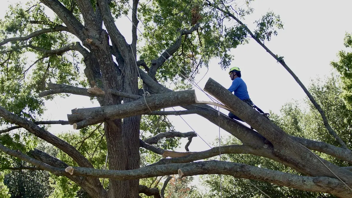 Professional Crown Thinning performed by certified arborists in Lund